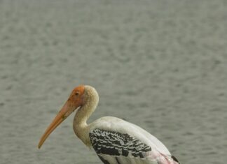 Youtube To Mp4 Converter Reddit: Why Is It The Best Choice Today?